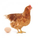 Повышение яйценоскости птицы