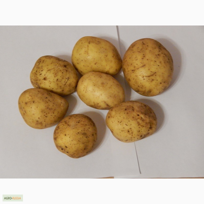 Картофель карелия описание сорта. Картофель Вега Лабелла. Сорт картофеля Журавинка.