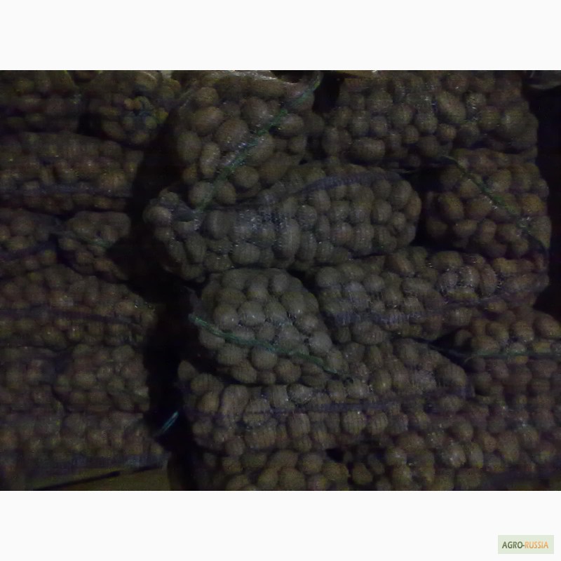 Продам продовольственный картофель сорт Аврора