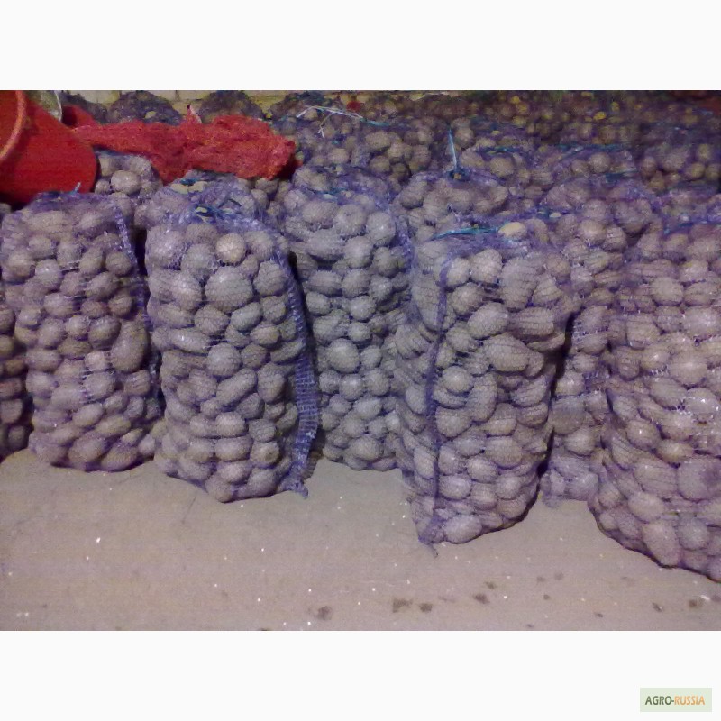 Фото 3. Продам продовольственный картофель сорт Аврора