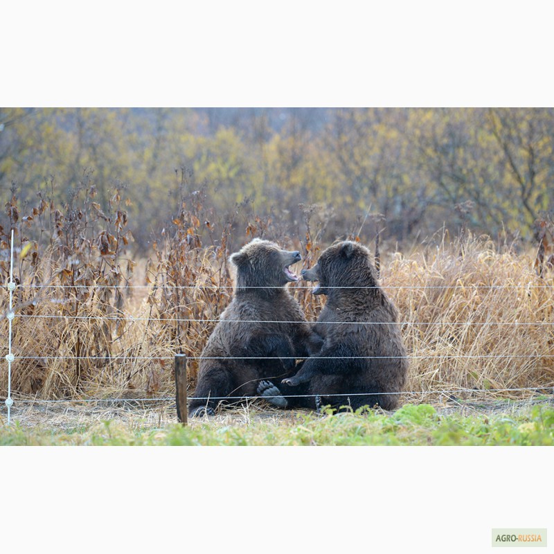Фото 4. Электропастухи от медведей