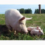 Свинокомплекс реализует свиней и поросят ОПТОМ