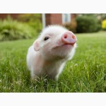 Свинокомплекс реализует свиней и поросят ОПТОМ