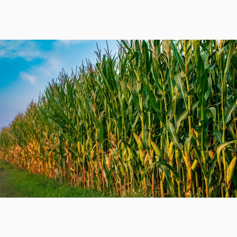 Фото 4. Семена гибридов кукурузы НК Фалькон, Нерисса, НК Гитаго, Делитоп от Syngeynta