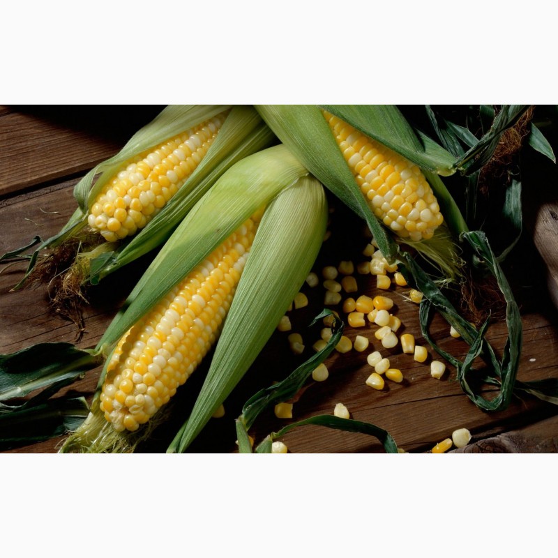 Фото 6. Семена гибридов кукурузы НК Фалькон, Нерисса, НК Гитаго, Делитоп от Syngeynta