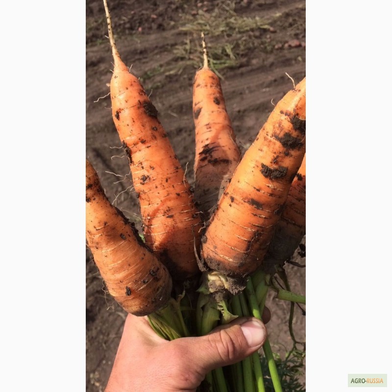 Фото 3. Морковь, свекла, картофель