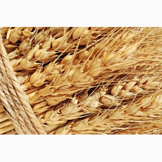 Семена озимой пшеницы Веха