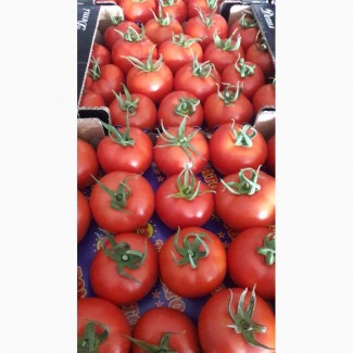 Продам помидоры тепличные