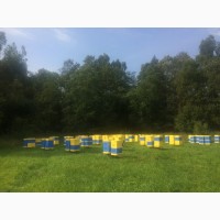 Продам мед от производителей в МО деревня Святогорово