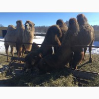 Продам верблюдов самцов