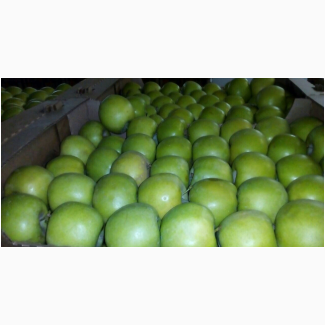 Яблоки оптом от производителя с доставкой по рф