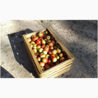 Яблоки оптом от производителя с доставкой по рф