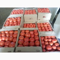 Продам помидоры розовые красные