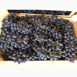 Предлагаем купить оптом виноград Чиллаки по цене от производителя