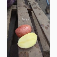 Продается картофель Родриго Оптом