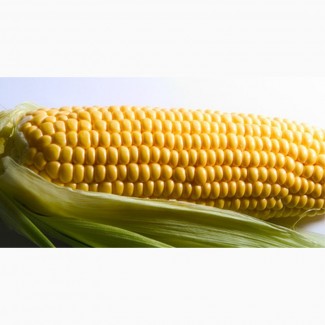ООО НПП «Зарайские семена» продает семена гибридов кукурузы