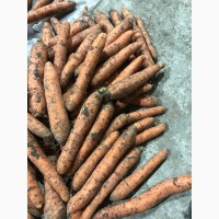 Морковь оптом в Биг-бегах