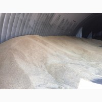 Кукуруза, пшеница, ячмень на Экспорт FOB CIF
