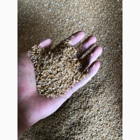 Кукуруза, пшеница, ячмень на Экспорт FOB CIF