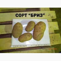 Продаём картофель сортов Беллароза, Бриз, Улодар оптом от фермера