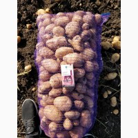 Картофель от производителя оптом, урожай 2019 года