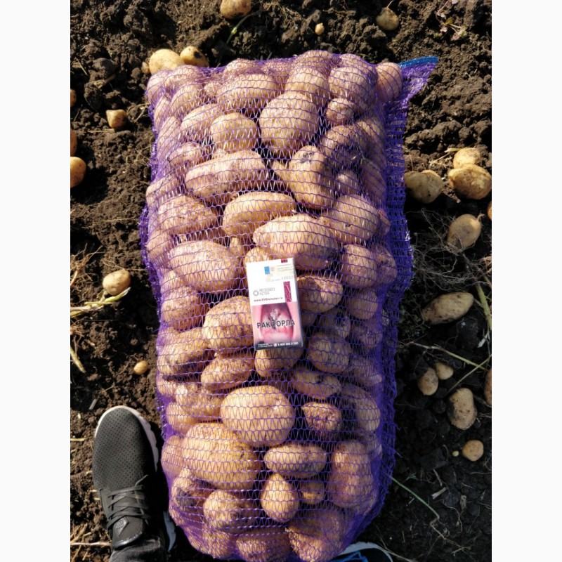 Фото 2. Картофель от производителя оптом, урожай 2019 года