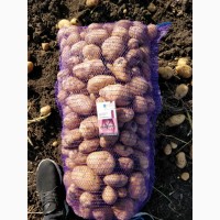 Картофель от производителя оптом, урожай 2019 года