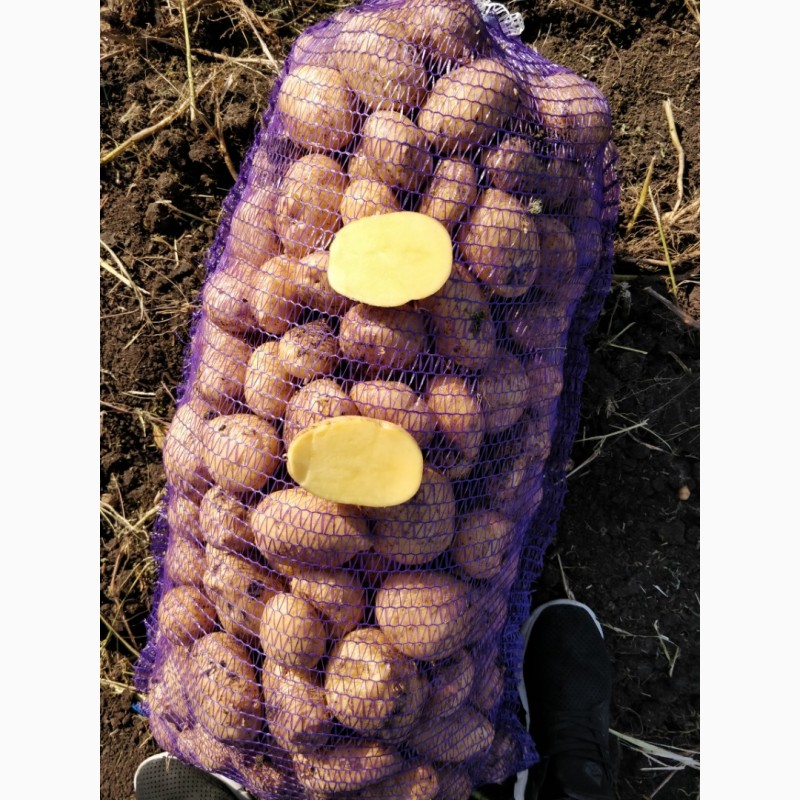 Фото 3. Картофель от производителя оптом, урожай 2019 года