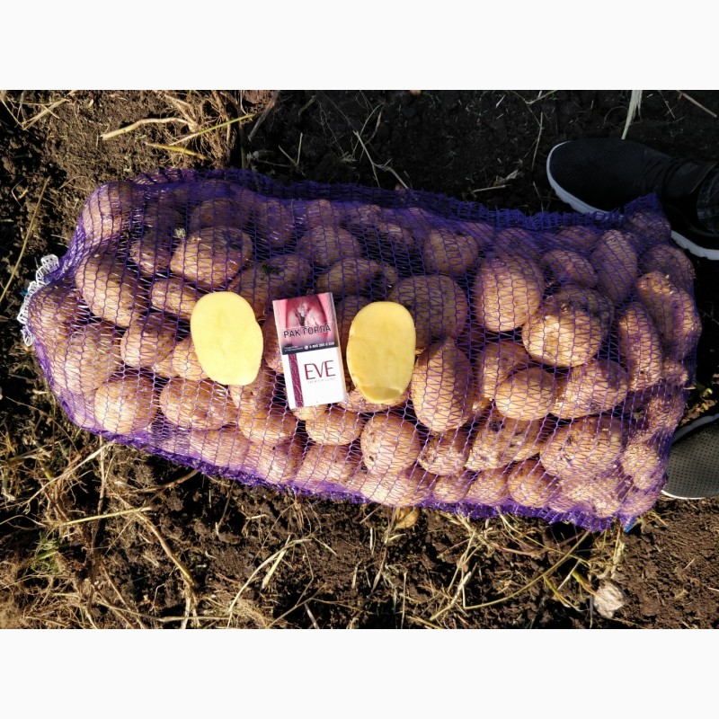 Фото 4. Картофель от производителя оптом, урожай 2019 года