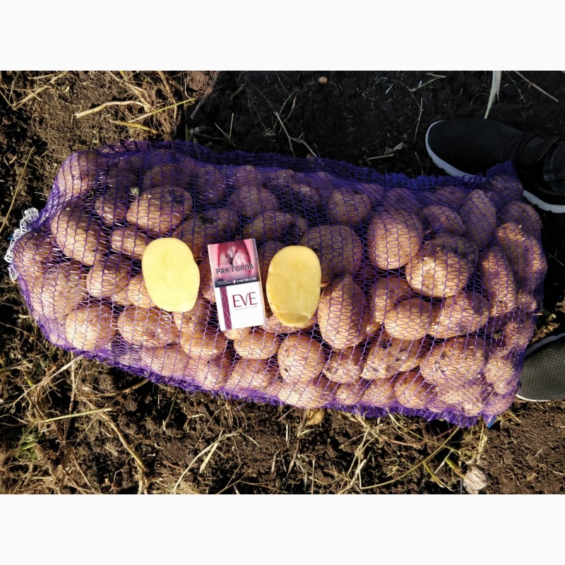 Фото 5. Картофель от производителя оптом, урожай 2019 года