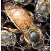 Пчелы, пчелосемьи, пчелопакеты, отводки, Матки