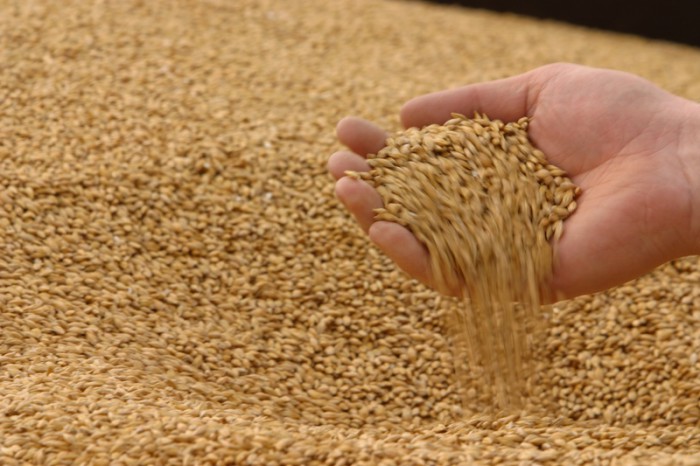 Фото 3. Поставки пшеницы на экспорт