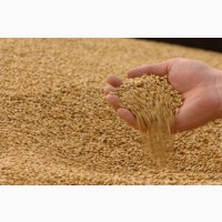 Поставки пшеницы на экспорт