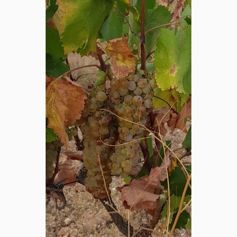 Фото 2. Технические (винные) сорта винограда