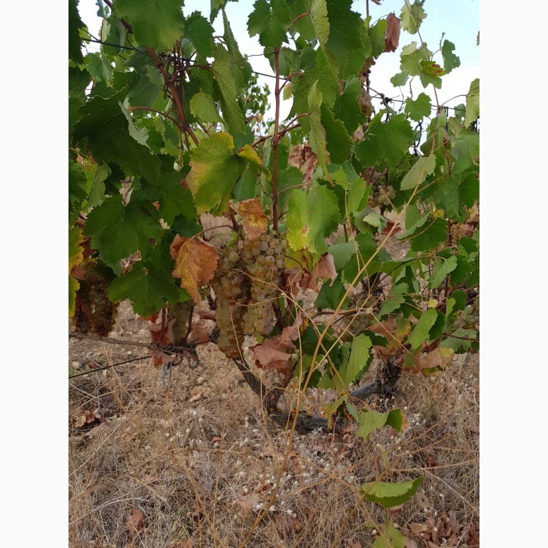 Фото 3. Технические (винные) сорта винограда