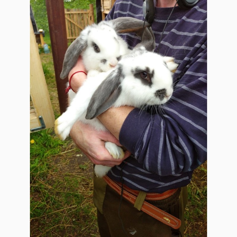 Фото 3. Продаются кролики