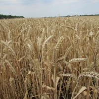 Семена озимой пшеницы «Скипетр» ОТ ПРОИЗВОДИТЕЛЯ