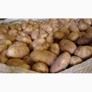 Картофель из Солнечного Узбекистана