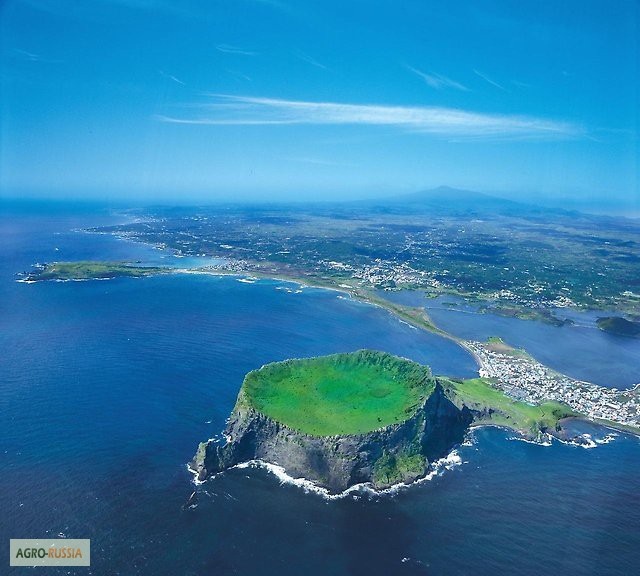 Фото 3. Мандарины с острова Cheju DO.
