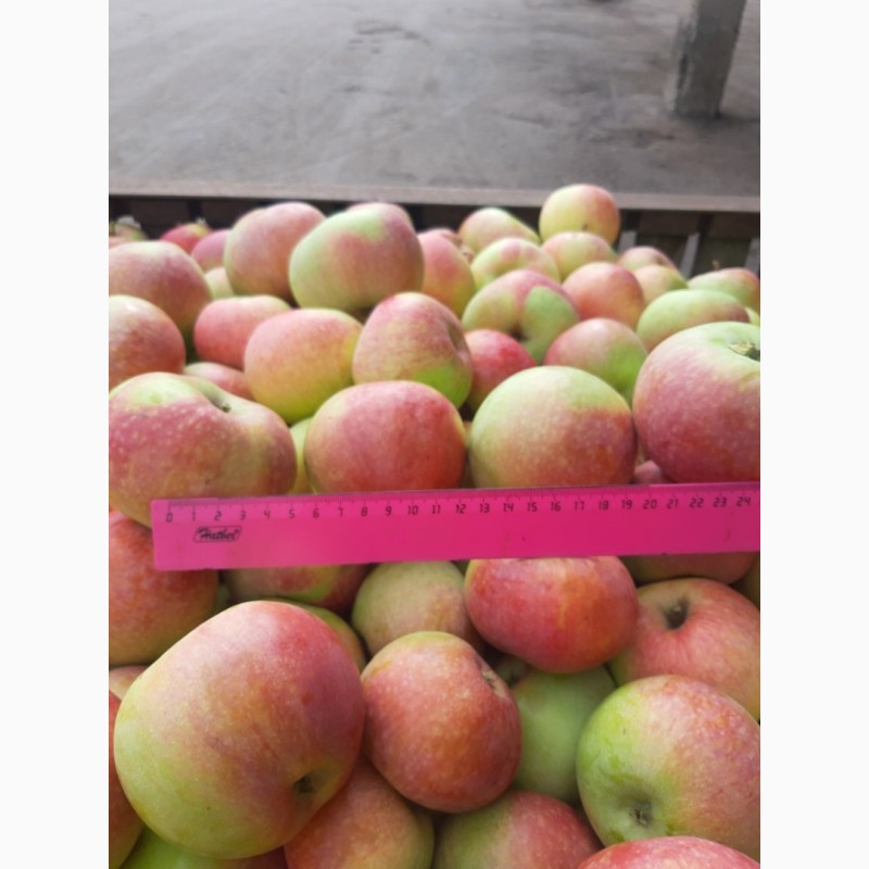 Фото 2. Яблоки оптом от производителя. Урожай 2019 года