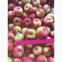 Яблоки оптом от производителя. Урожай 2019 года