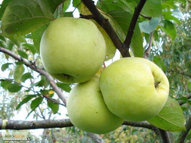 Фото 2. Продам морозостойкие сибирские саженцы: груши, яблони, сливы