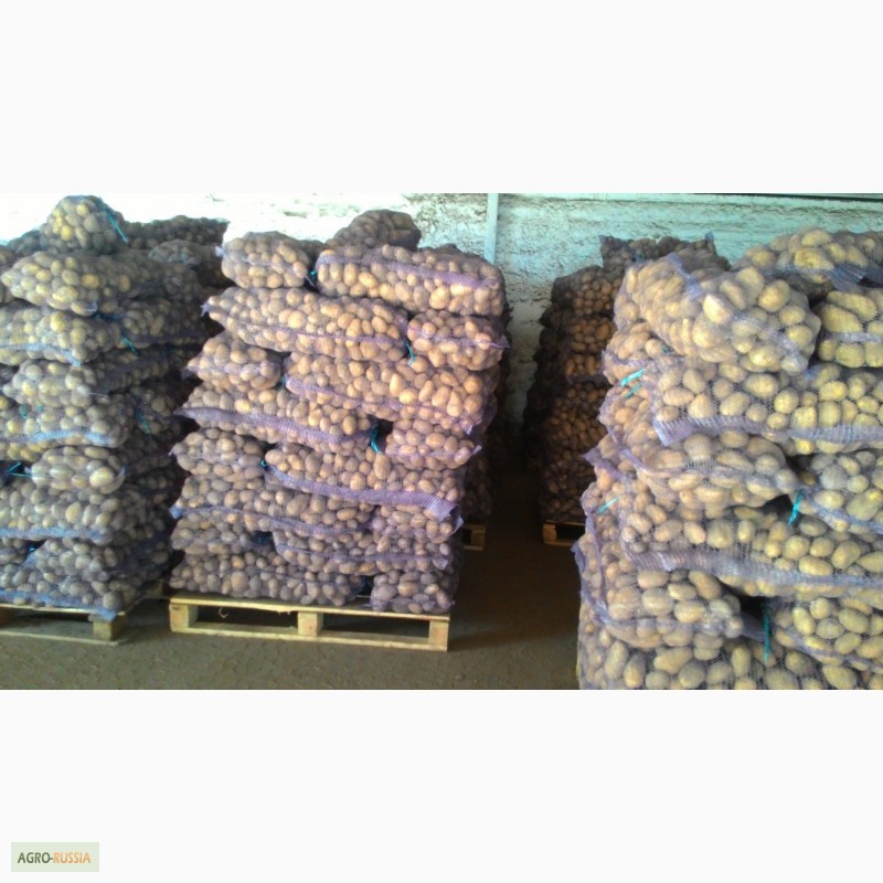 Фото 3. Картофель оптом от КФХ, свежий урожай