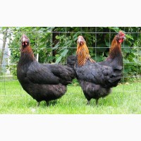 Инкубационные яйца кур-несушек кросса Моравская чёрная