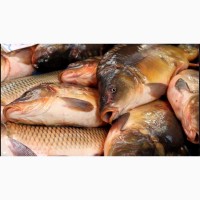Рыба свежая и свежемороженая по привлекательной цене