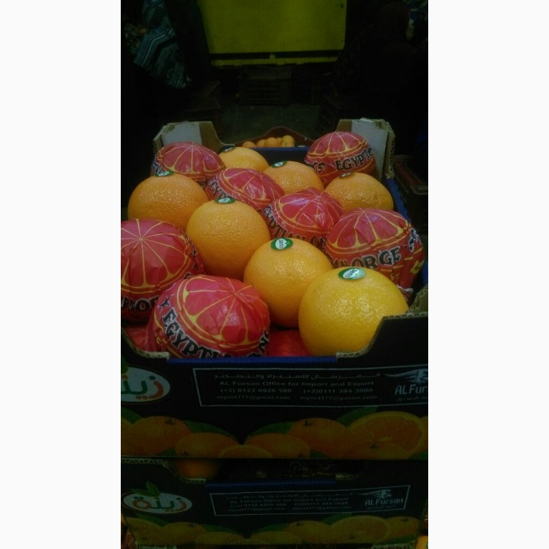 Фото 2. Апельсины оптом из Египта
