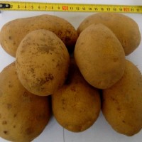 Картофель оптом Сатина 5+ от производителя РБ, цена 0.14 $/шт