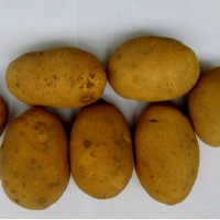 Картофель оптом Сатина 5+ от производителя РБ, цена 0.14 $/шт