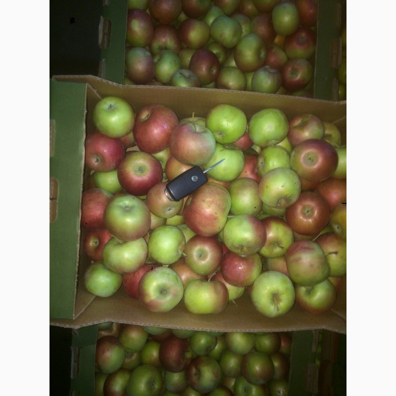Фото 2. Содовое товарищество реализует яблоко различных сортов оптом