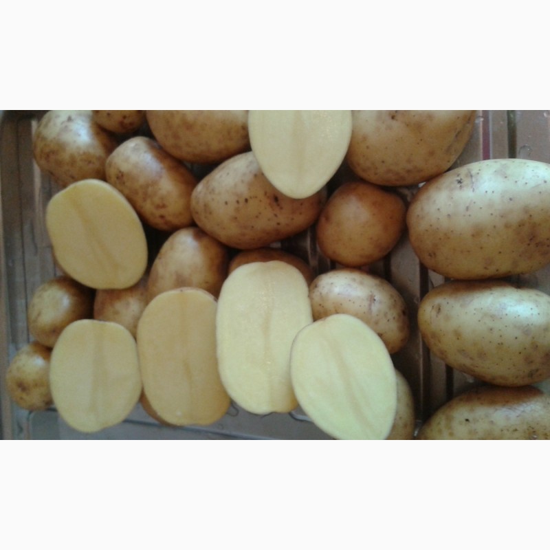 Фото 4. Продаем картофель, подходит для мойки сорт Гала и Королева Анна